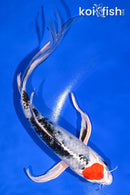 8.75" TANCHO YAMATO NISHIKI BUTTERFLY