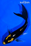 6.75" KABUTO BUTTERFLY