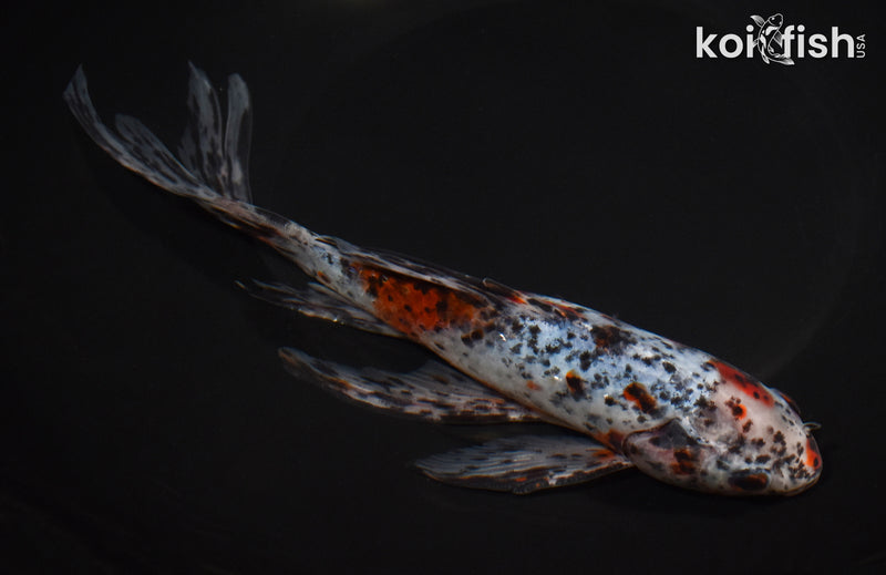 8.25" SHUBUNKIN GOLDFISH