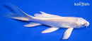 5.25" PLATINUM OGON BUTTERFLY