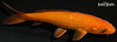 5.75" CHAGOI