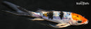 5" HEISEI NISHIKI BUTTERFLY