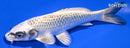 6.25" KUJAKU