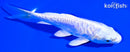 6" ARAGOKE PLATINUM OGON
