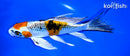6.5" KUJAKU BUTTERFLY