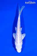 6" ARAGOKE PLATINUM OGON