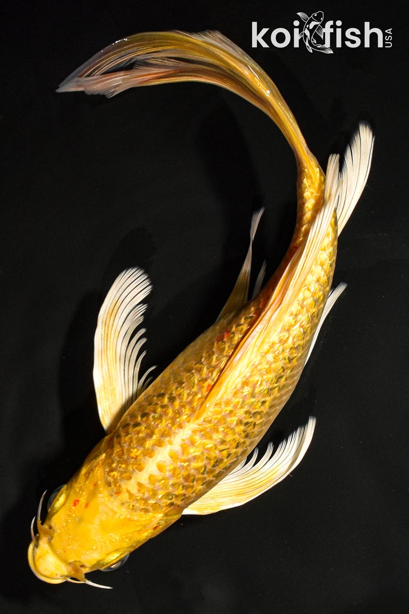 9" YAMABUKI OGON BUTTERFLY