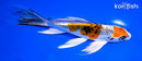 6.5" KUJAKU BUTTERFLY