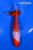 4.5" WAKIN GOLDFISH