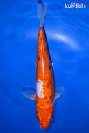 8.75" DOITSU SANKE