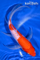 9" KOHAKU BUTTERFLY