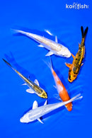 PACK OF (5) 4-5" STANDARD KOI