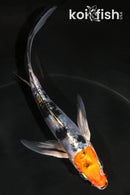 5" HEISEI NISHIKI BUTTERFLY