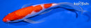 9" KOHAKU BUTTERFLY