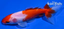 4.5" WAKIN GOLDFISH
