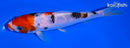 6.25" SANKE