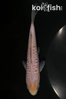 6" SORAGOI