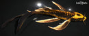8.75" KIN KIKOKURYU BUTTERFLY