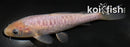 6" SORAGOI