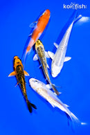 PACK OF (5) 4-5" STANDARD KOI