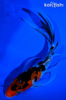 5.5" SANKE BUTTERFLY