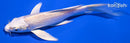 5.25" PLATINUM OGON BUTTERFLY