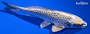 6.25" KUJAKU