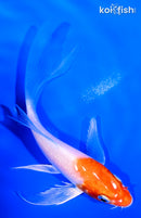 5" HARIWAKE BUTTERFLY