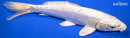 9" DOITSU PLATINUM OGON