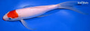 9" TANCHO KUCHIBENI KOHAKU BUTTERFLY