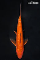 6.25" DOITSU CHAGOI
