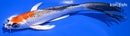 7.25" GINRIN KUJAKU BUTTERFLY