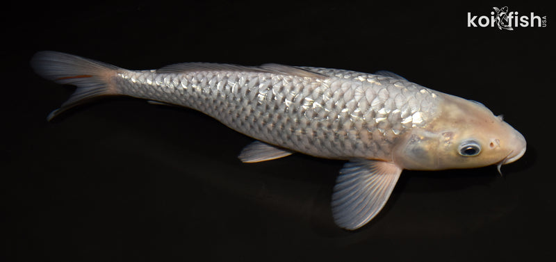 12" GINRIN SORAGOI