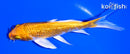 5" GINRIN ORENJI OGON BUTTERFLY