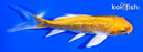 5" GINRIN ORENJI OGON BUTTERFLY