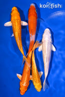 PACK OF (5) 4-5" STANDARD KOI