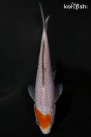 5.5" OCHIBA SHIGURE
