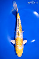 10.5" DOITSU GINRIN LEMON HARIWAKE