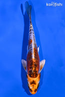 6.25" BENI KIKOKURYU