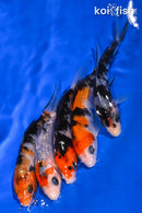 PACK OF (5) 4-4.25" STANDARD KOI