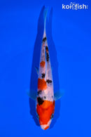 6.25" SANKE