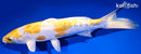 10.5" DOITSU GINRIN LEMON HARIWAKE