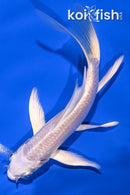 5.25" PLATINUM OGON BUTTERFLY