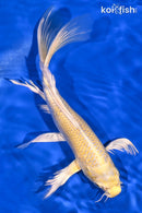 9" YAMABUKI OGON BUTTERFLY