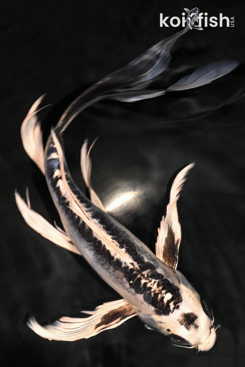 Koi Fish for Sale | Buy Koi Online | Koi Fish USA – Tagged