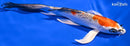 7.25" GINRIN KUJAKU BUTTERFLY