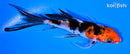 4.5" SANKE BUTTERFLY
