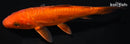 6.25" DOITSU CHAGOI