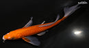 7.75" CHAGOI BUTTERFLY
