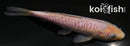 6" SORAGOI